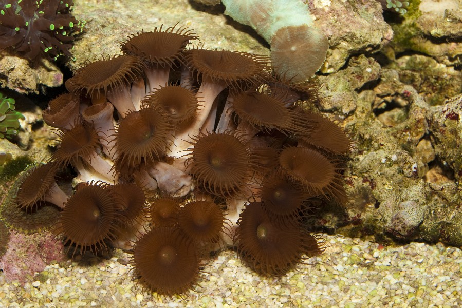 Mushrooms Coral in Saltwater Aquarium